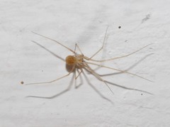 Spermophora senoculata