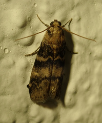 Euzophera pinguis