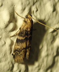 Euzophera pinguis