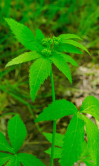 Sanicula marilandica