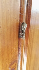 Korscheltellus fusconebulosa