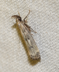 Dichomeris inversella