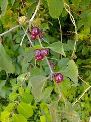 Lonicera xylosteum