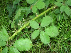 Rubus lindleianus