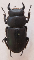 Dorcus antaeus miyashitai