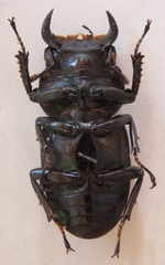 Dorcus antaeus miyashitai