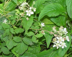 Rubus lindleianus