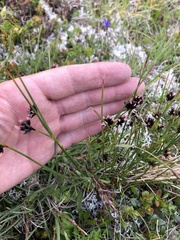 Juncus jacquinii