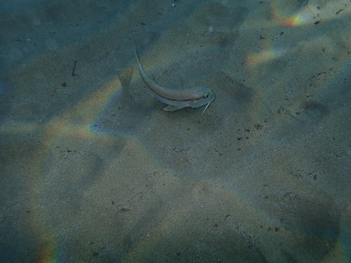 Trlja blatarica (Mullus barbatus)