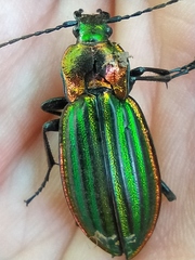 Carabus lineatus lateralis