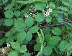 Rubus nemoralis
