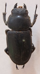 Dorcus antaeus miyashitai