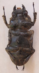 Dorcus antaeus miyashitai