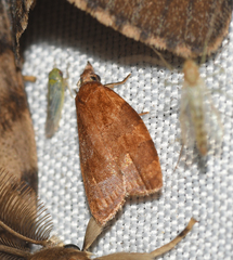 Cenopis diluticostana