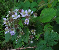 Rubus nemoralis