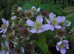 Rubus nemoralis