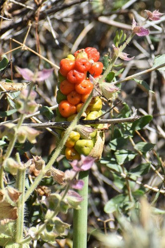 Image of Arum korolkowii by (c) Kudaibergen Amirekul, some rights reserved (CC BY-SA)