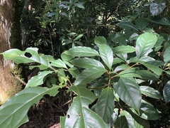 Cinnamomum micranthum