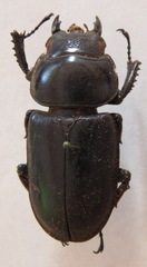 Dorcus antaeus miyashitai