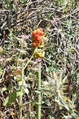 Arum korolkowii
