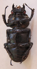 Dorcus antaeus miyashitai