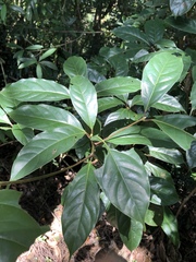 Cinnamomum micranthum