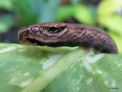 Eupanacra