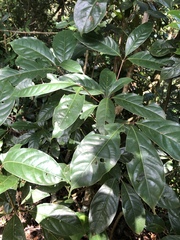 Cinnamomum micranthum