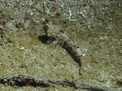 Synchiropus morrisoni