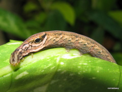 Eupanacra
