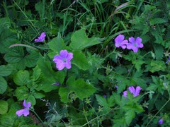 Geranium × oxonianum