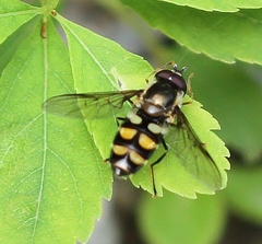 Megasyrphus laxus image