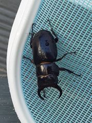 Lucanus barbarossa