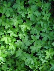 Geranium × oxonianum