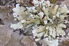 Xanthoparmelia frondosa