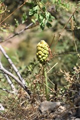 Arum korolkowii