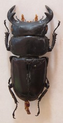 Dorcus antaeus miyashitai