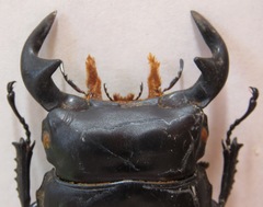 Dorcus antaeus miyashitai