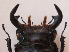 Dorcus antaeus miyashitai