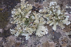 Xanthoparmelia frondosa