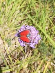 Zygaena rubicundus