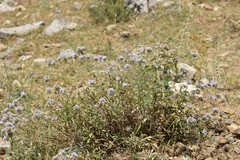 Ziziphora clinopodioides