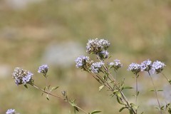 Ziziphora clinopodioides