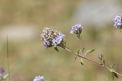 Ziziphora clinopodioides