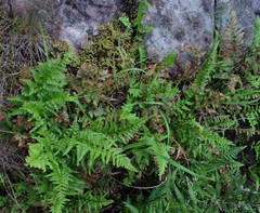 Asplenium adiantum-nigrum