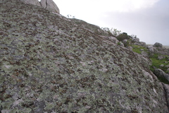 Xanthoparmelia frondosa