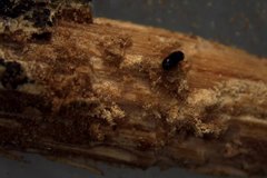 Hemicryphalus argutus