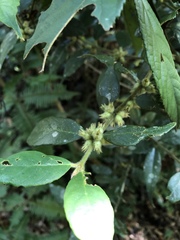 Lasianthus curtisii