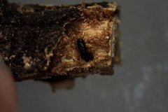 Hemicryphalus argutus