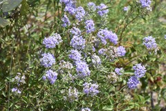 Ziziphora clinopodioides